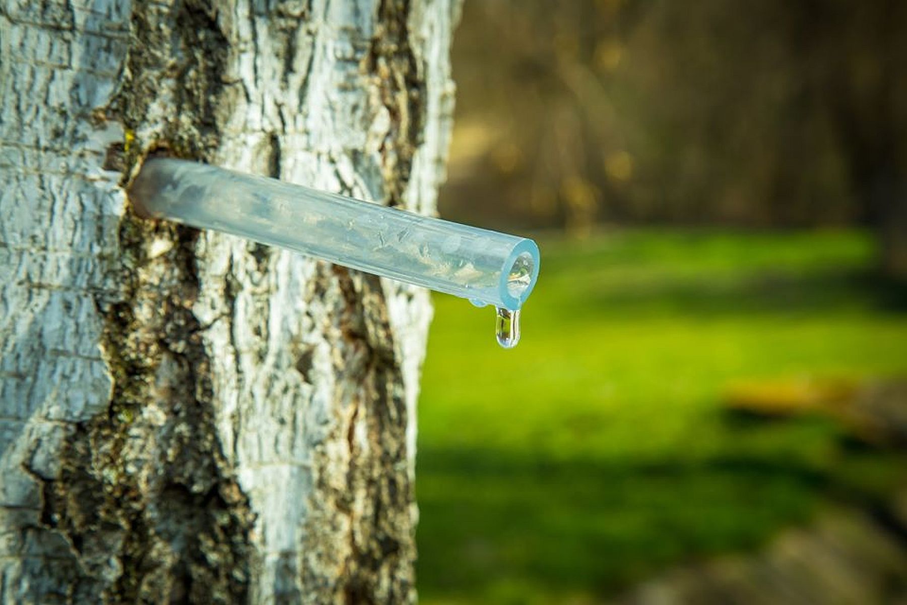 Március 27-én lesz az év első Herbarius túrája Lovasberényben